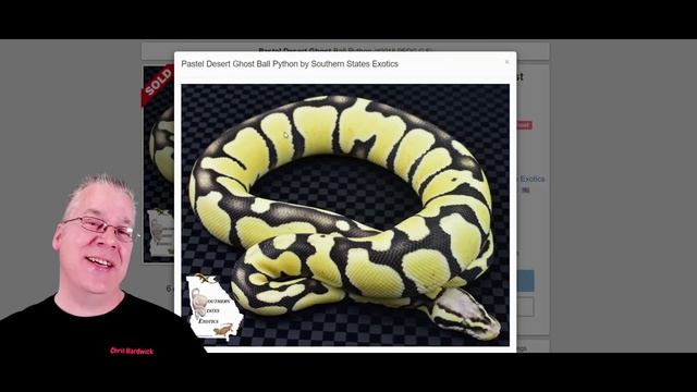 Top 8 Ball Python Morphs that Hold Their Value!
