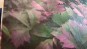 Прима Роджерсия - Тенелюбивое растение