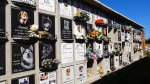 Городское кладбище животных (Санкт-Петербург)