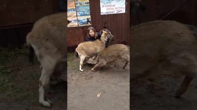 Козочка кормит оленёнка)🍼🐐)