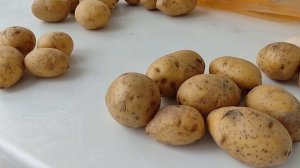 Где дешевле купить семенной картофель? Сорт Гала