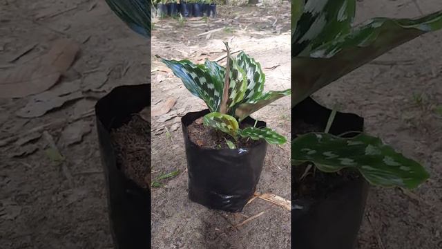 Tanaman hias calathea merak I Calathea Sayap Elang I goeppertia