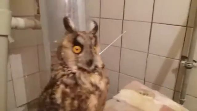 Ушастая сова смотреть онлайн