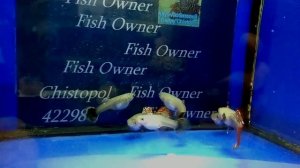 Гуппи "Красный Дракон" подростки