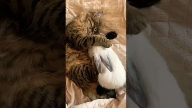 Animals Doing Something SO Cute You Won't Believe it #YTShorts #Funny #Viral