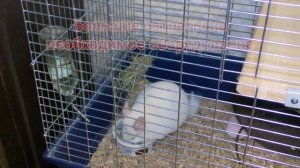 Шиншиллы - плюсы и минусы. Шиншиллы как домашние животные