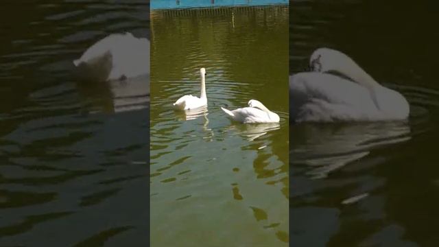 Я хочу, что б жили ЛЕБЕДИ!!! смотреть онлайн