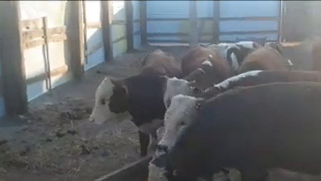 БАЙЛАМАЙ БОРДАҚЫЛАУДЫҢ ТИІМДІ ЖАҚТАРЫ!! 87058298287