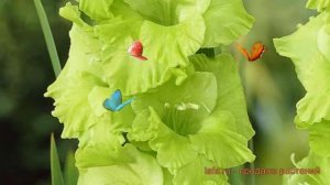 Гладиолус крупноцветковый Эвергрин (evergreen) ? обзор: как сажать, луковицы гладиолуса Эвергрин