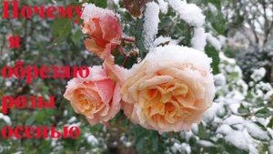 Почему я обрезаю розы осенью