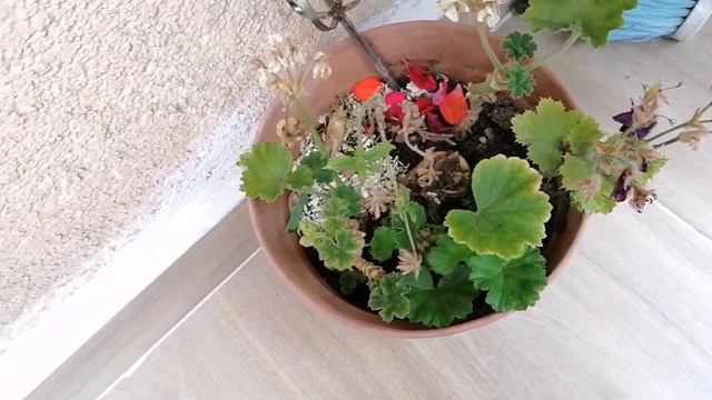 Sardunyaları budadım kalanşo aldım küpelim açtı BALKON ÇİÇEKLERİ ÇOŞTU President's flowers opened смотреть онлайн