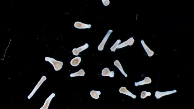 Apical (Head) regeneration of multiple Hydra vulgaris polyps смотреть онлайн