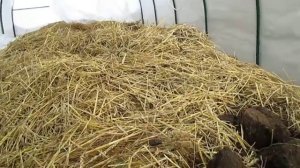 Червь "Старатель". 1000000 "Старателей" за зиму в подвале 18.