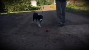 Чёрный алабай. Щенки алабая. Первая прогулка.