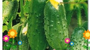 Огурец партенокарпический Вьюга F1. Краткий обзор, описание характеристик cucumis sativus Viuga F1