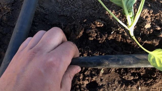 Рассада капусты,обзор и высадка на огород ! Спанбонд ( он же агроволокно ) как стелить ? смотреть онлайн