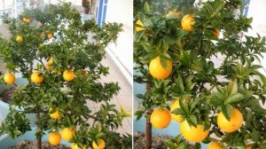 Домашний цитрус. Миртолистный померанец Чинотто. Обзор сорта и дегустация/ Цитрусовый Рай МариАны