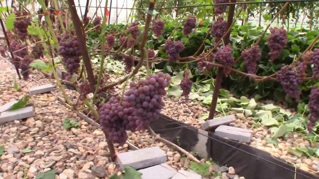 Виноград Рилайнс пинк сидлис - Илья Королев (Московская область) смотреть онлайн