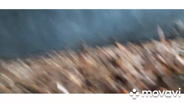 БГВ 167 Черная Львинка корм смотреть онлайн