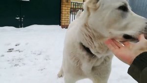 ЗУР БАШИ ЮСТИН ❤ (АЛАБАЙ ЩЕНКИ АЛАБАЯ САО ВОЛКОДАВ) г. Казань