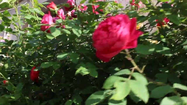 Роза принцесса Александра оф Кент зацвела последней май 2019 смотреть онлайн