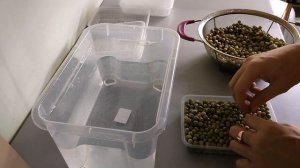 ПОСАДКА ГОРОХА НА МИКРОЗЕЛЕНЬ