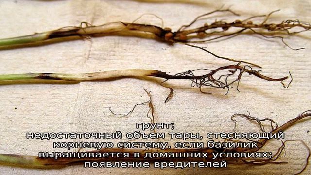 Болезни базилика и способы борьбы с ними смотреть онлайн