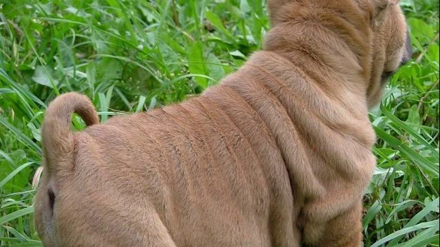 шарпей-(щенки на продаже) смотреть онлайн