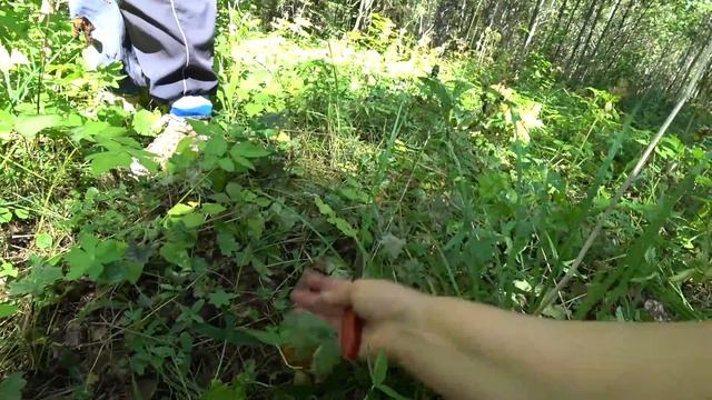 Косим Красные Косой ! 12 авг 2021 смотреть онлайн