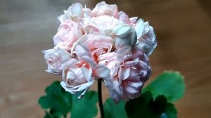 Часть №2. Красивейшая розебудная пеларгония Denise. Лучшие сортовые пеларгонии. Про ее достоинства