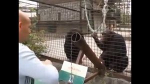 ТОП 5 Обезьяны кидаются какашками в людей в зоопарке, 1 МЕСТО ЖЕСТЬ))) СМОТРЕТЬ ДО КОНЦА!)