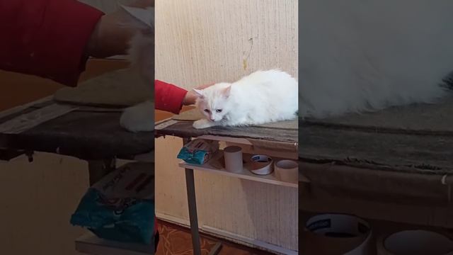 The white cat is trimmed so that it does not shed./Белый котик подстрижен чтоб не линял.