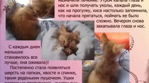 ИСТОРИЯ КИСЫ АНФИСЫ #любимыекошки #кисаАнфиса #животные #житомир #cats