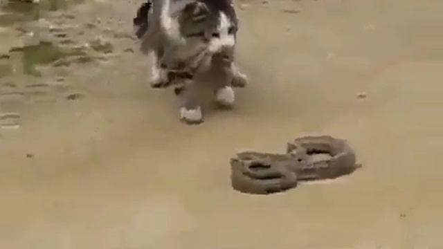 Змея отомстила коту смотреть онлайн