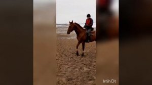 ⚜Золотой⚜ Аламан улак. Кокбору. Аксы. Жалал-Абад⚜.Дончак⚜*Улакка ат*