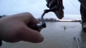 Maumee River Walleye Run 03/24/2019