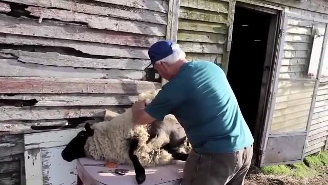 Sheep Shearing Hearts Content