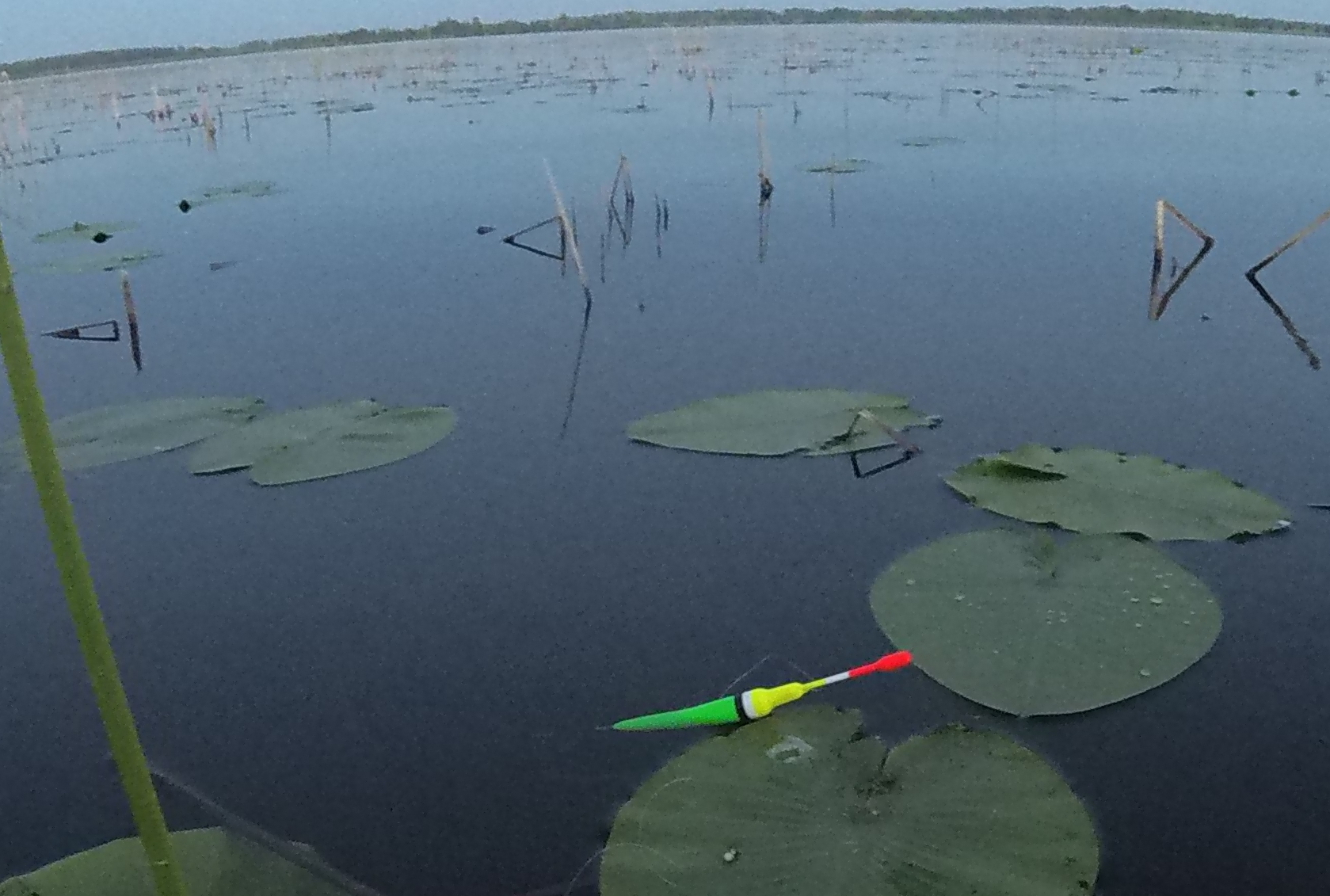 ЗАКИНУЛ ПОПЛАВОК В КАМЫШИ , СРАЗУ КЛЮНУЛ ЛИНЬ ! смотреть онлайн