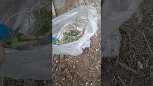 Борьба с сорняками, как вывести хмель с участка.