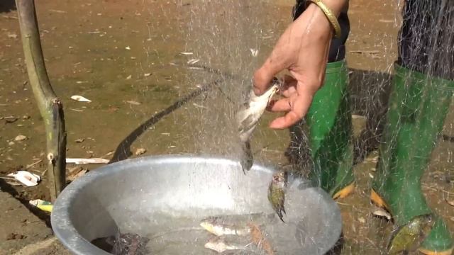 Harvesting Freshwater Lake Fish - Building Farm 2023, 3 Years living in the forest