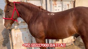 АСПХОИ Эгилика бен 👍6 февраля 2024 г.