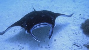 Мальдивы. Уникальные скаты Манта. Снорклинг.
Snorkelling with Mantas