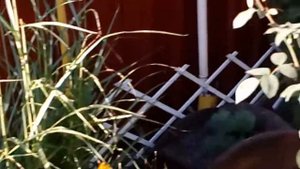 Мискантус Зебрина осень 2017, # мой сад # мискантус Китайский