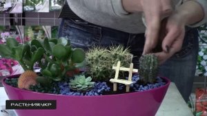 Композиция из кактусов и суккулентов NEW (2 серия)