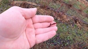 Плодовые почки