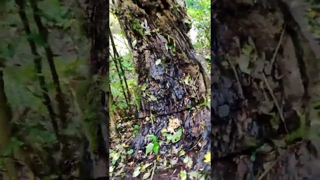 Опёнок черноморский, ноябрь смотреть онлайн