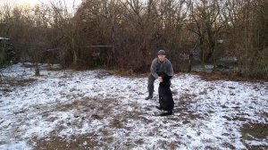 Дрессировка Восточно-европейской овчарки 1,6 г. Отработка команды ко мне. НКД