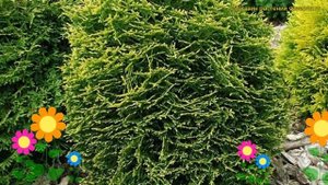 Туя западная вотэфилд. Краткий обзор, описание характеристик thuja occidentalis waterfield