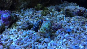 Рак отшельник меняет ракушку