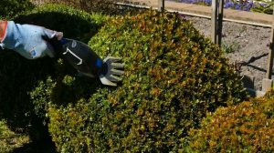 Как правильно стричь кусты